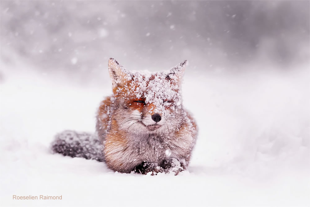 Photographer Roeselien Raimond Found A Fairytale Fox In Winter Wonderland 