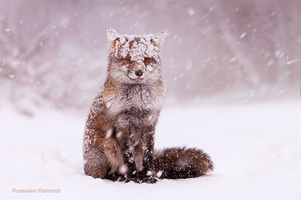 Photographer Roeselien Raimond Found A Fairytale Fox In Winter Wonderland 