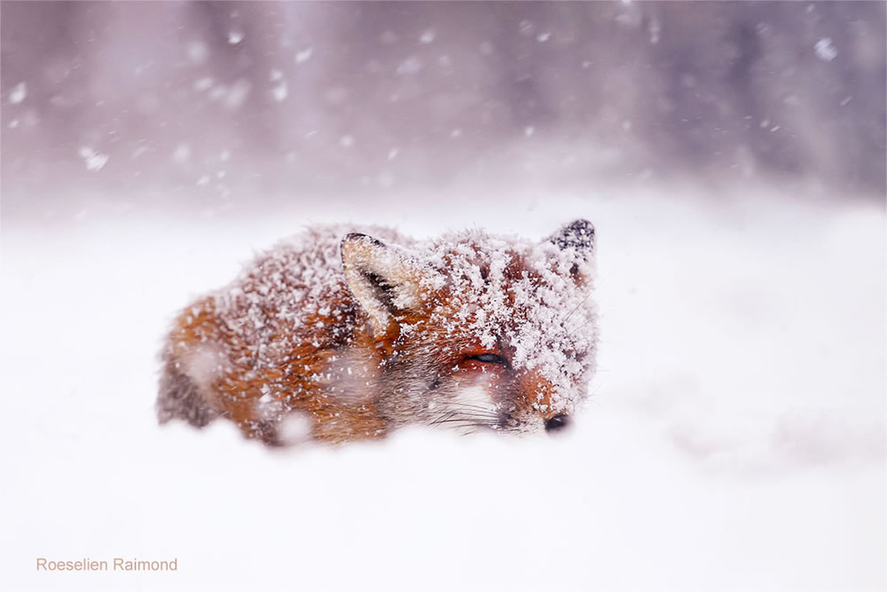 Photographer Roeselien Raimond Found A Fairytale Fox In Winter Wonderland 