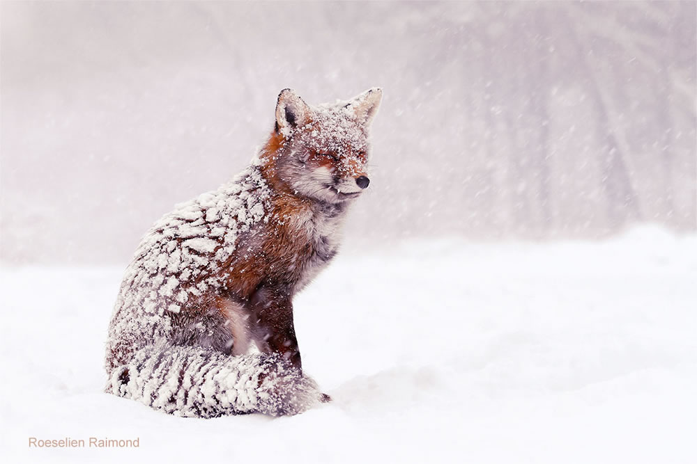 Photographer Roeselien Raimond Found A Fairytale Fox In Winter Wonderland 