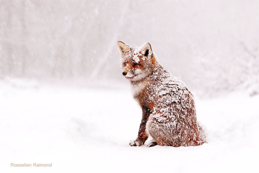 Photographer Roeselien Raimond Found A Fairytale Fox In Winter Wonderland 