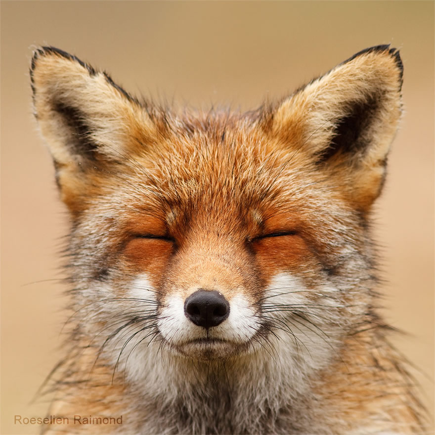 Sixty four foxy faces by Roeselien Raimond