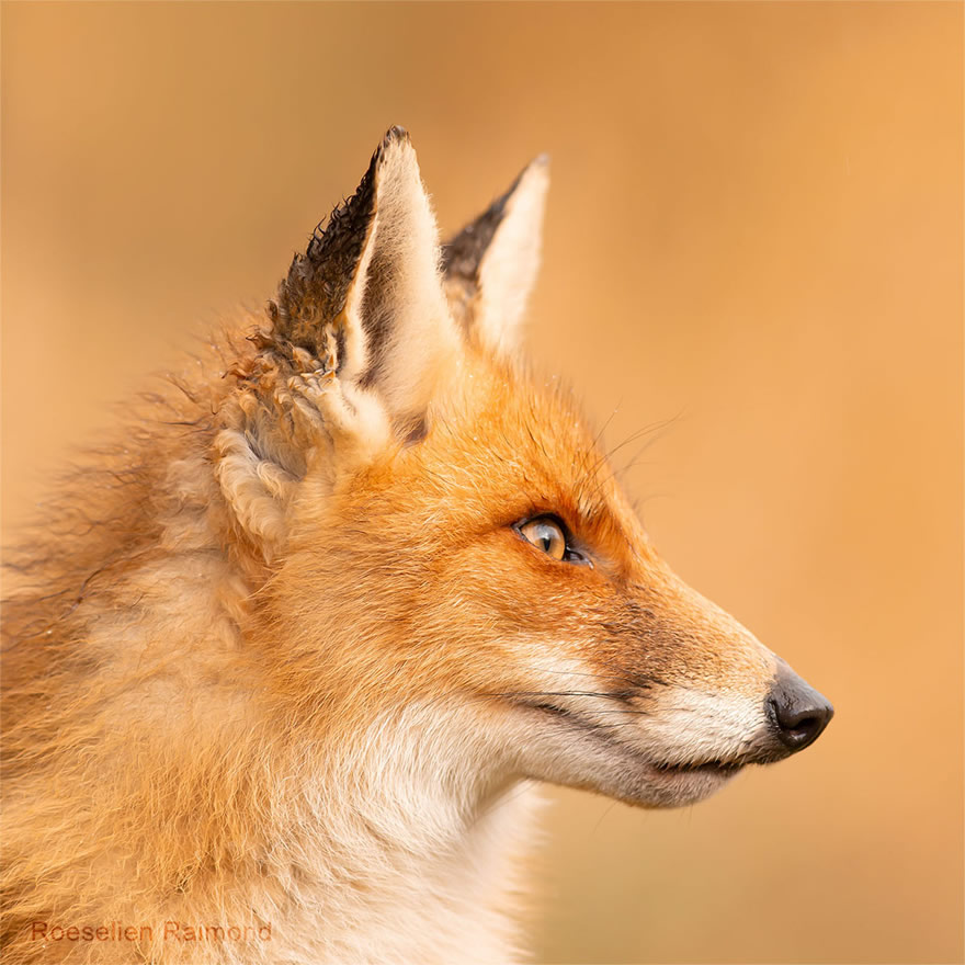 Sixty four foxy faces by Roeselien Raimond