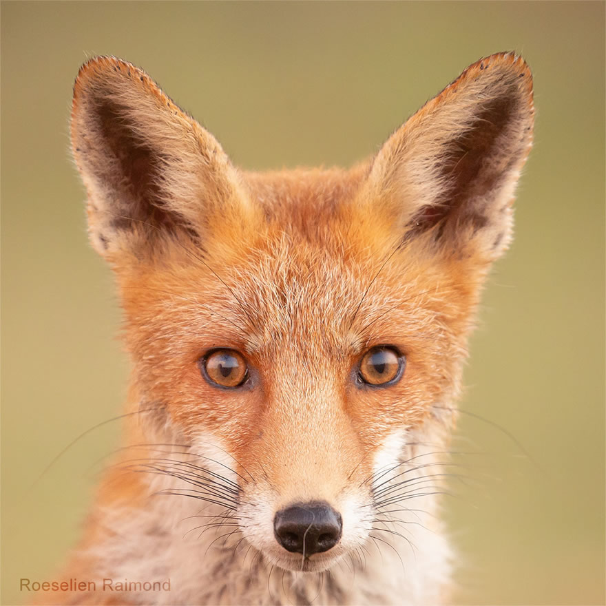 Sixty four foxy faces by Roeselien Raimond