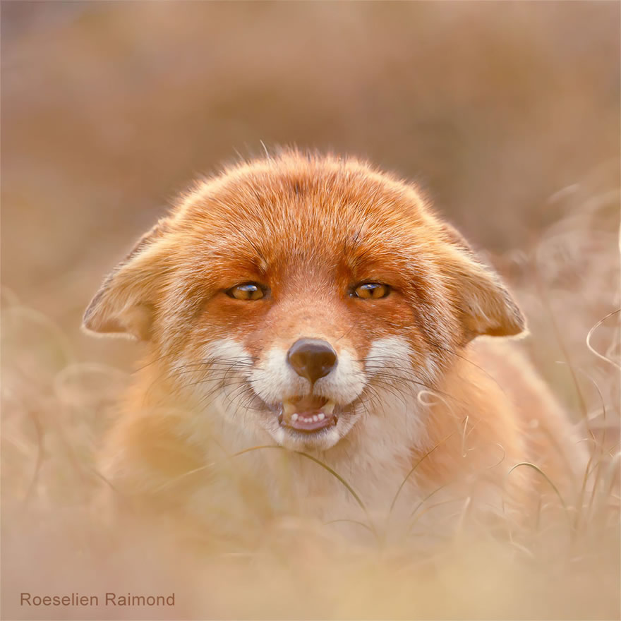 Sixty four foxy faces by Roeselien Raimond