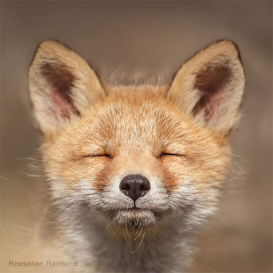 Sixty four foxy faces by Roeselien Raimond