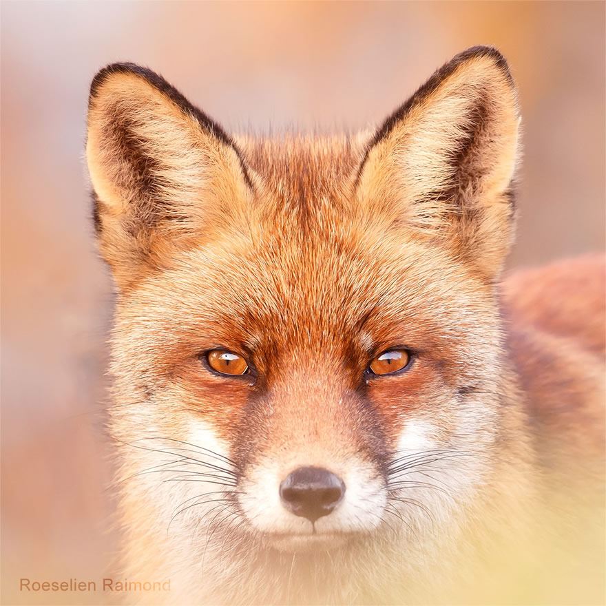 Sixty four foxy faces by Roeselien Raimond