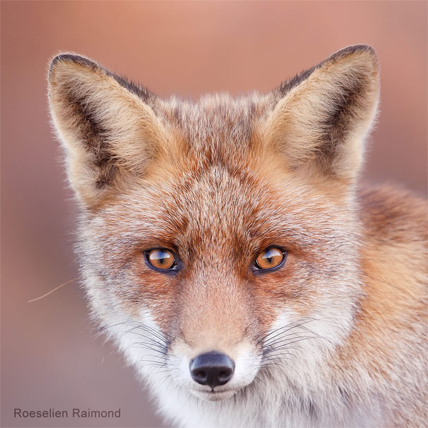 Sixty four foxy faces by Roeselien Raimond