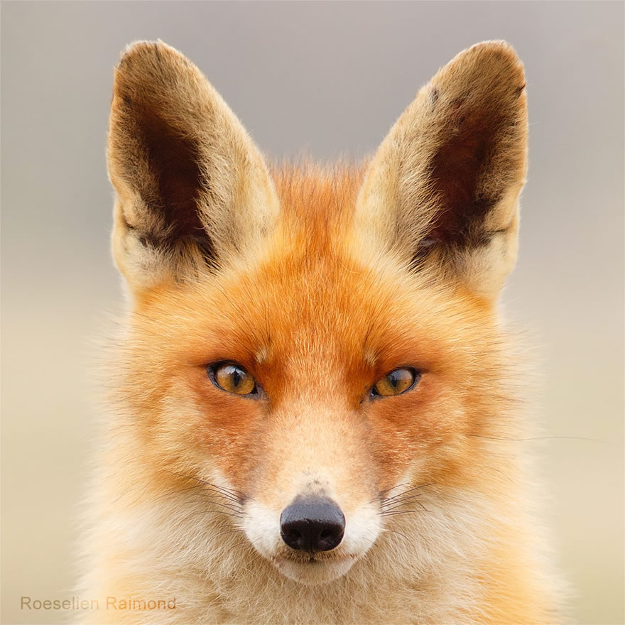 Sixty four foxy faces by Roeselien Raimond