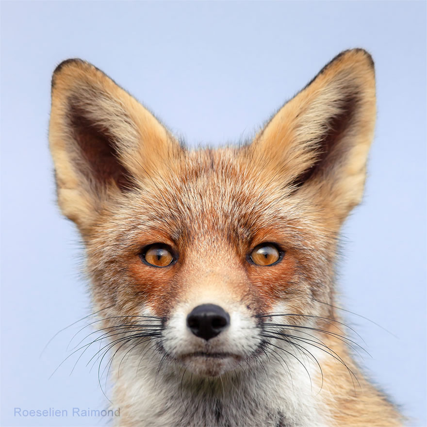 Sixty four foxy faces by Roeselien Raimond