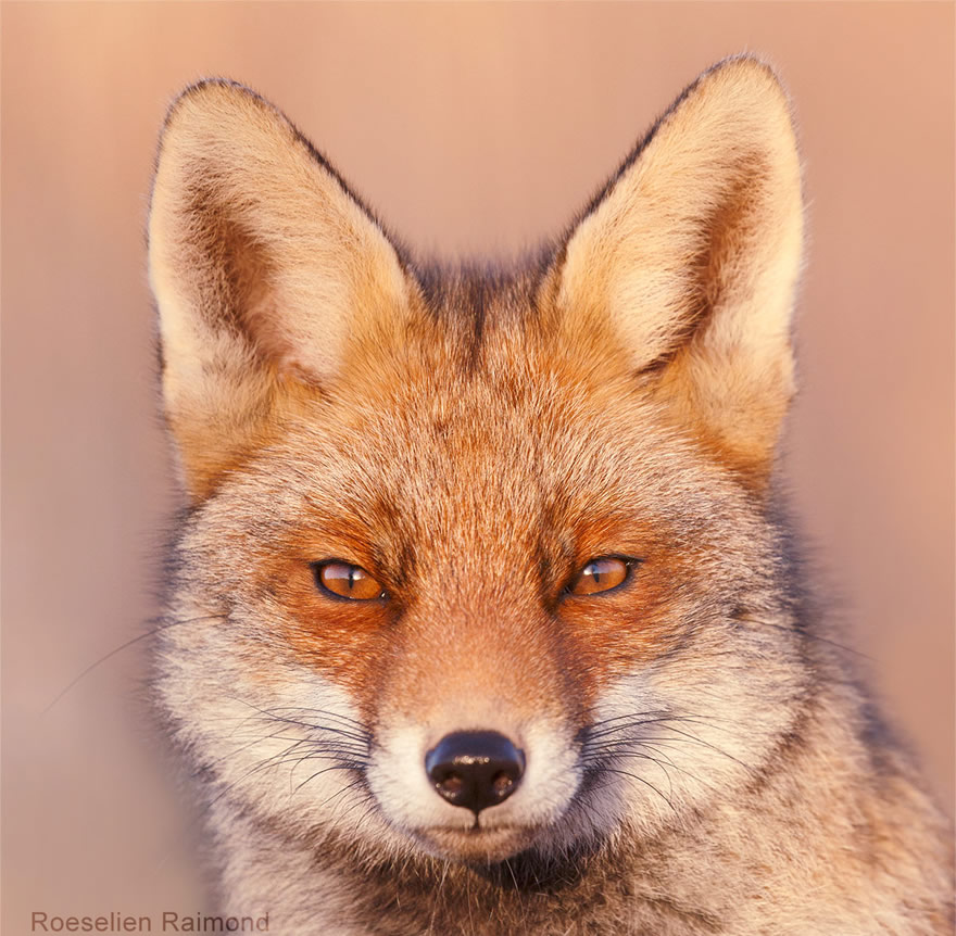 Sixty four foxy faces by Roeselien Raimond