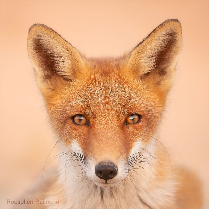 Sixty four foxy faces by Roeselien Raimond