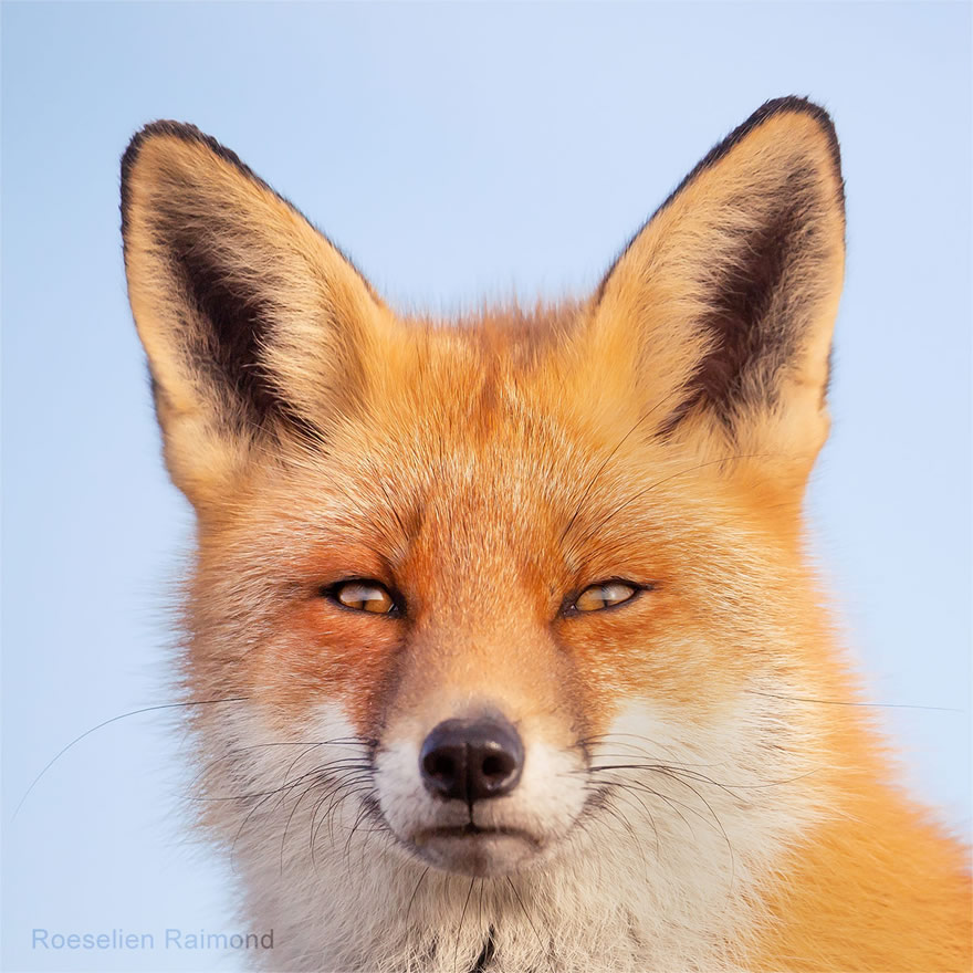 Sixty four foxy faces by Roeselien Raimond