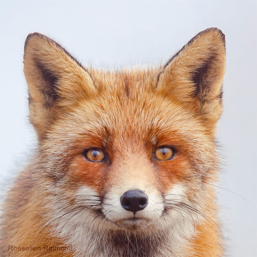 Sixty four foxy faces by Roeselien Raimond