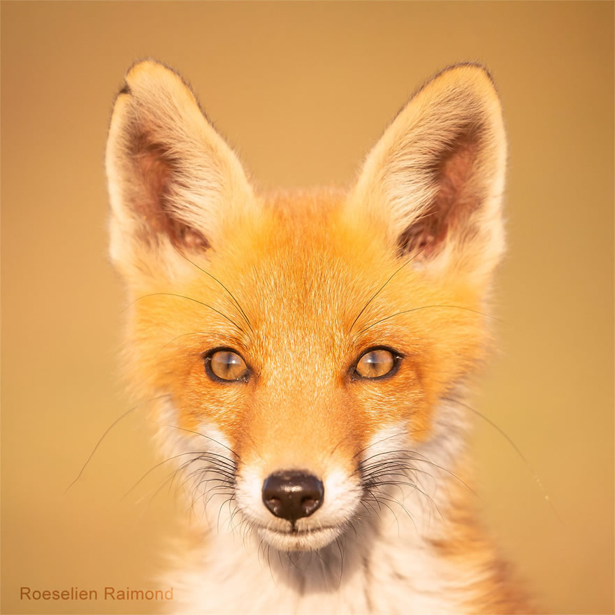 Sixty four foxy faces by Roeselien Raimond