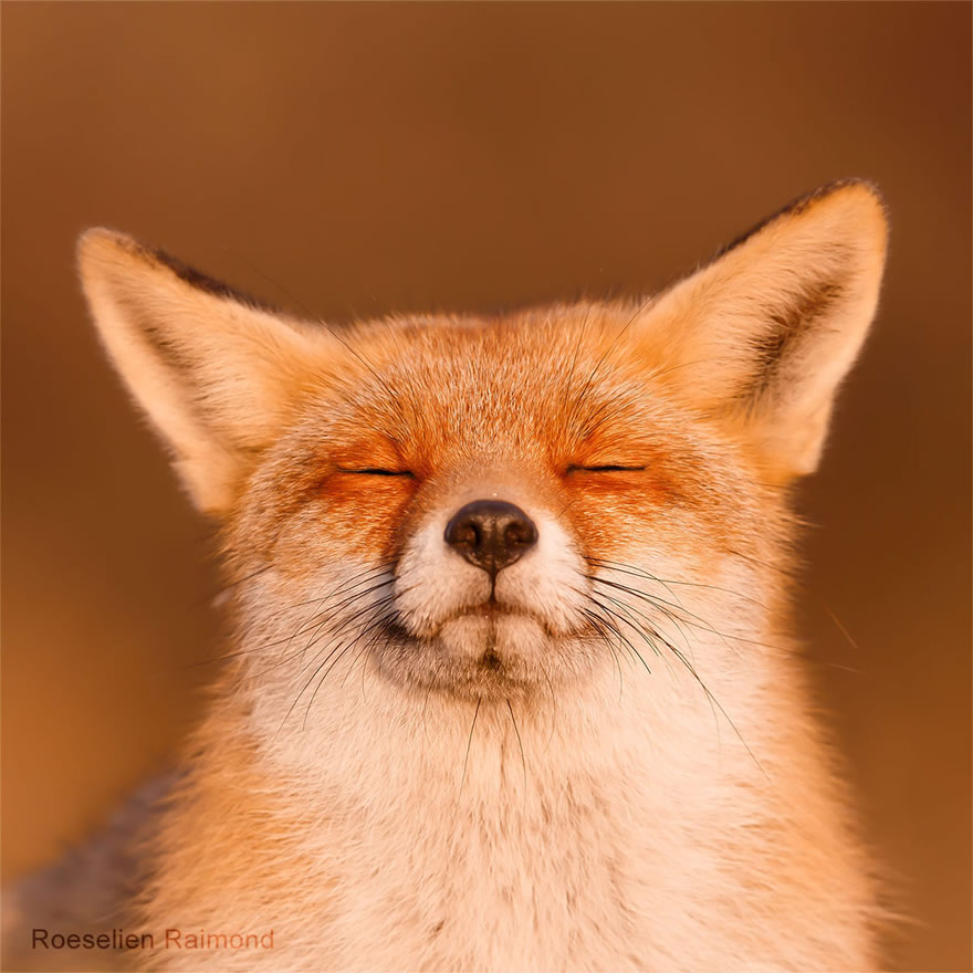 Sixty four foxy faces by Roeselien Raimond