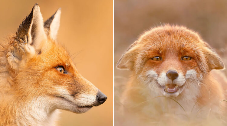 Photographer Roeselien Raimond Took 30 Pictures Of Different Foxes That Tell A Lot About Their Personalities