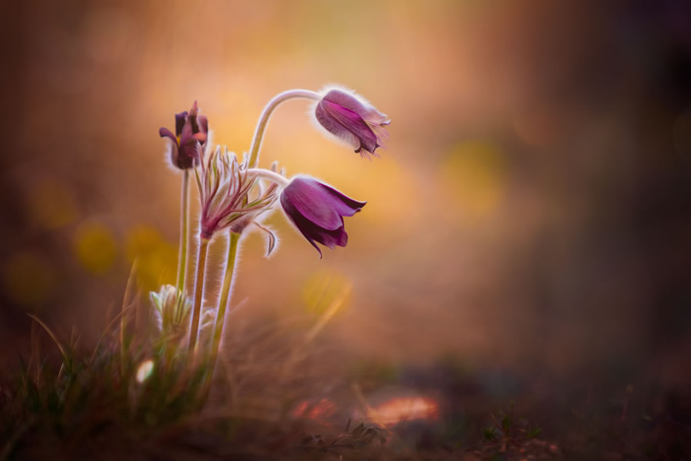 All About Flowers GuruShots Winning Images