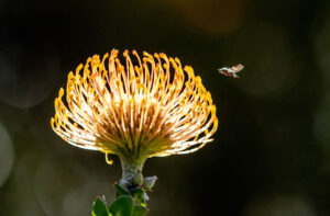 Isak Venter, South Africa