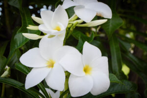 Caughtinaflash, Barbados