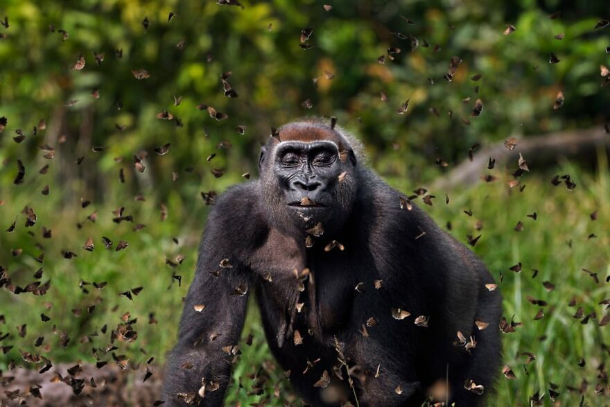 Winning Photos Of The Nature Conservancy Photo Contest Winners 2021