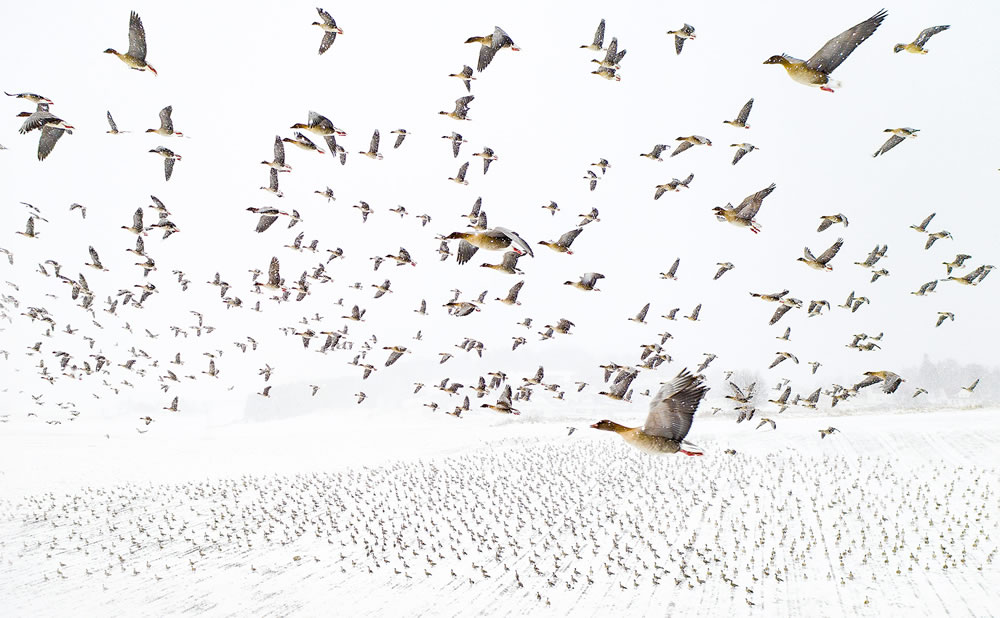 Winning Photos From The Nature Photographer Of The Year Awards