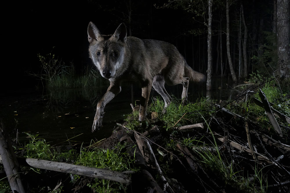 Winning Photos From The Nature Photographer Of The Year Awards