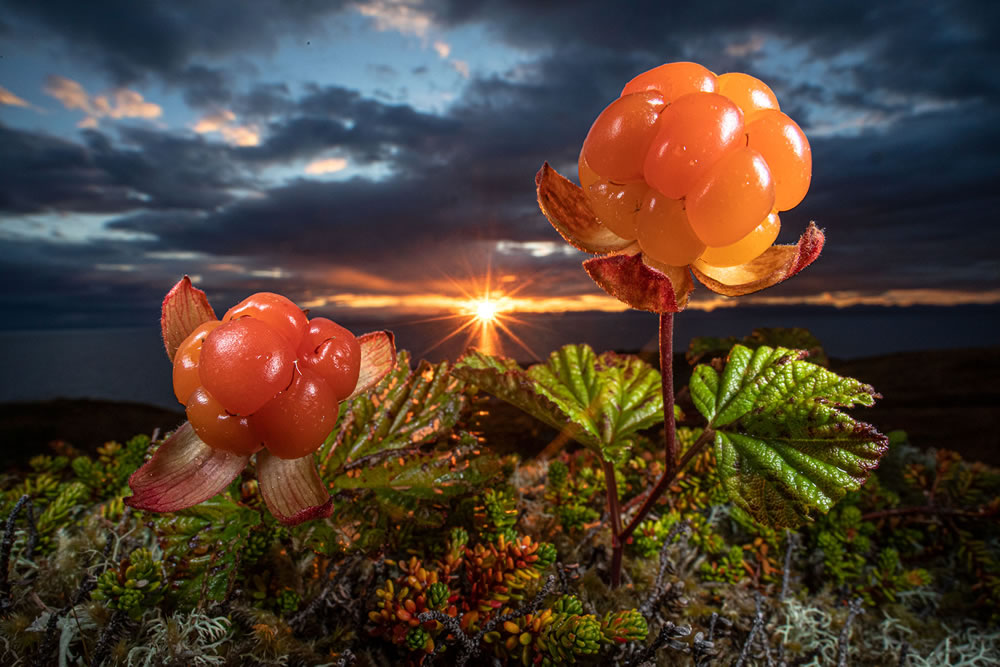 Winning Photos From The Nature Photographer Of The Year Awards