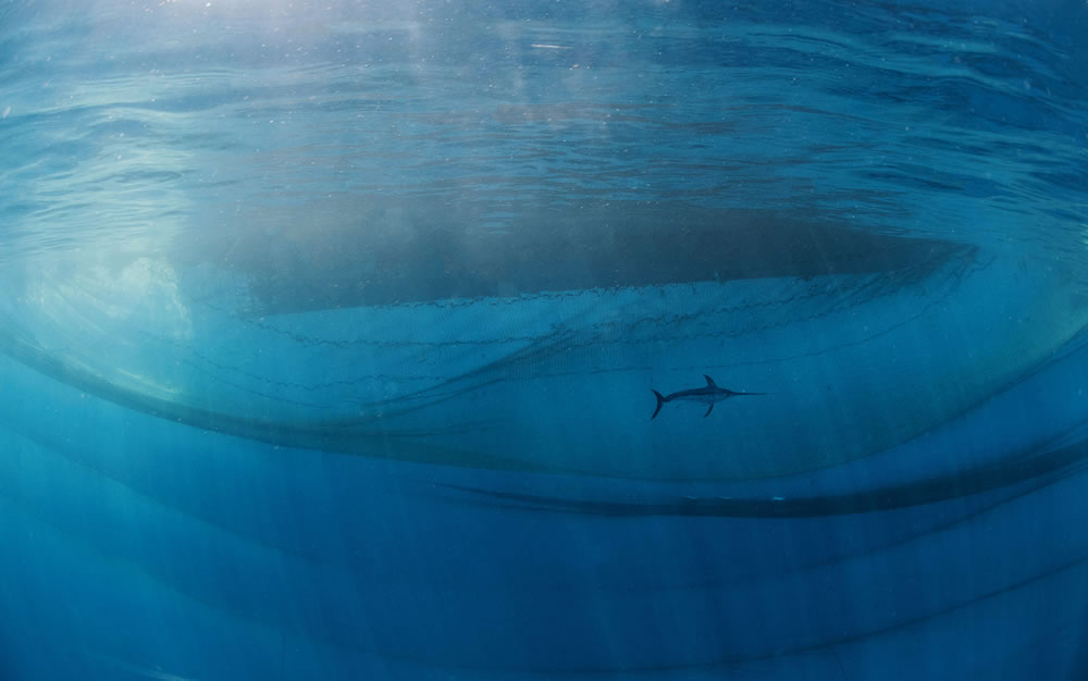 Winning Photos From The Nature Photographer Of The Year Awards