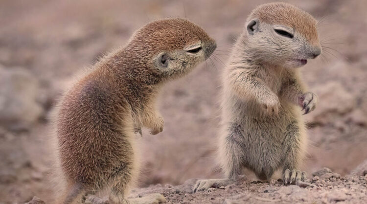 25 Stunning Winning Photos From The Nature Photographer Of The Year Awards