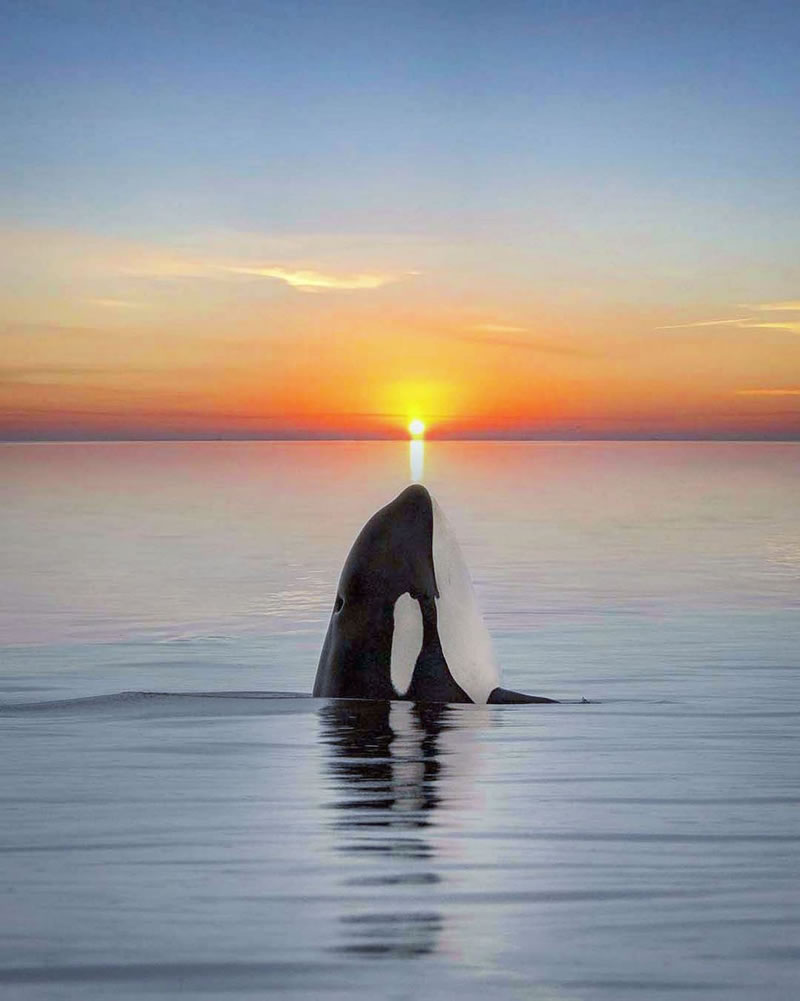 Stunning Stitched Images Of Orcas and Sunsets By Mary Parkhill