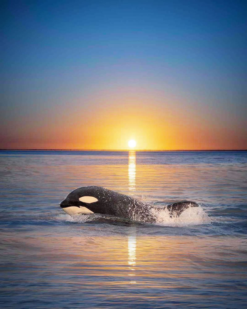 Stunning Stitched Images Of Orcas and Sunsets By Mary Parkhill