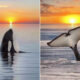 Stunning Stitched Images Of Orcas and Sunsets By Mary Parkhill