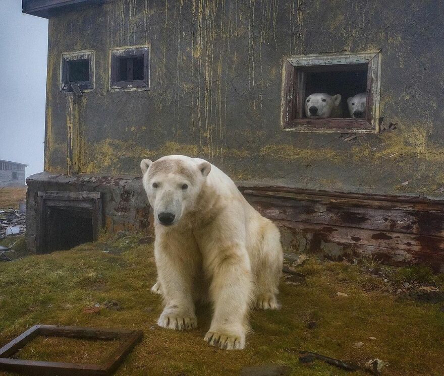 Polar Bears At An Abandoned Weather Station by Dmitry Kokh