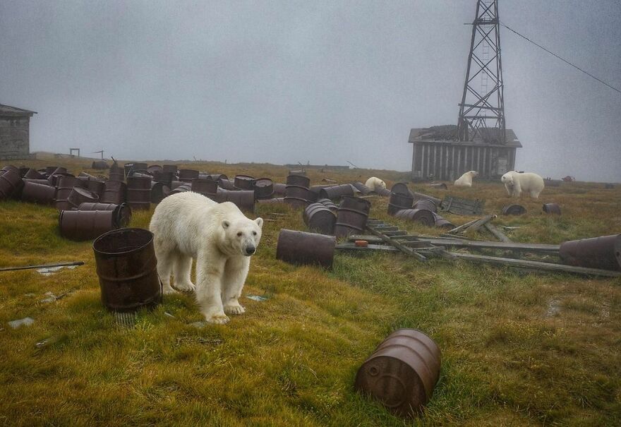 Polar Bears At An Abandoned Weather Station by Dmitry Kokh