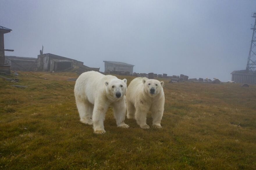 Polar Bears At An Abandoned Weather Station by Dmitry Kokh