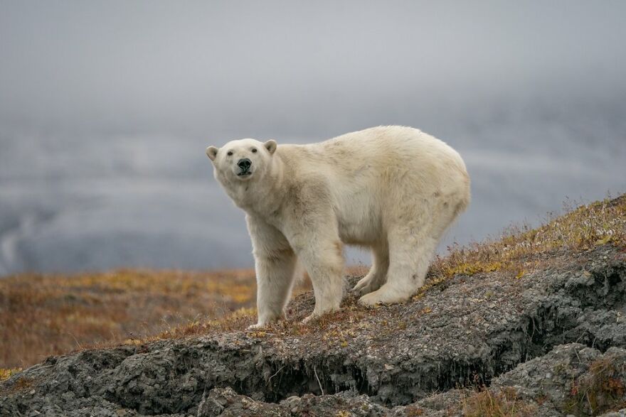 Polar Bears At An Abandoned Weather Station by Dmitry Kokh