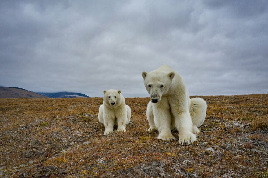 Polar Bears At An Abandoned Weather Station by Dmitry Kokh