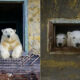 Russian Photographer Dmitry Kokh Amazingly Captured Polar Bears At An Abandoned Weather Station