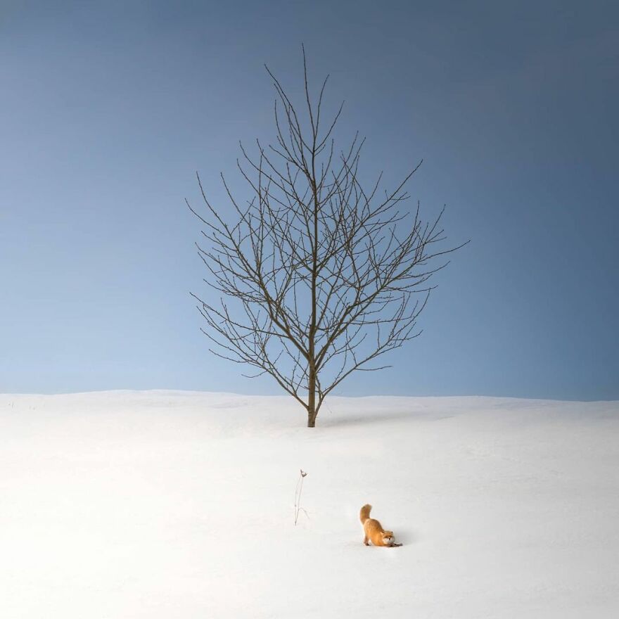 Trees Of Hokkaido: Beautiful Pictures Of The Trees In My Hometown By Roy Iwasaki