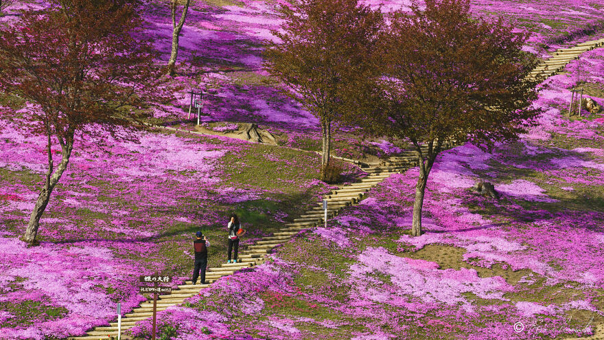 Trees Of Hokkaido: Beautiful Pictures Of The Trees In My Hometown By Roy Iwasaki