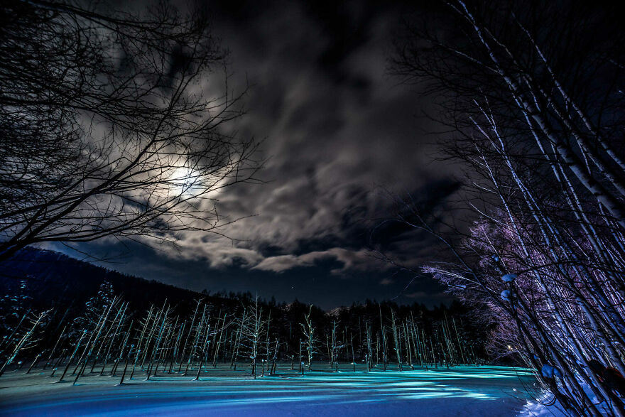 Trees Of Hokkaido: Beautiful Pictures Of The Trees In My Hometown By Roy Iwasaki