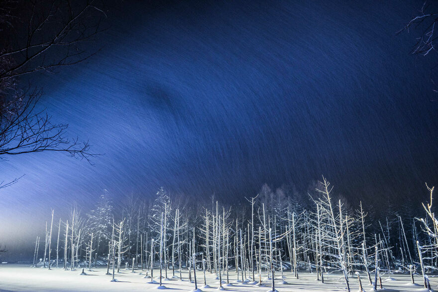 Trees Of Hokkaido: Beautiful Pictures Of The Trees In My Hometown By Roy Iwasaki