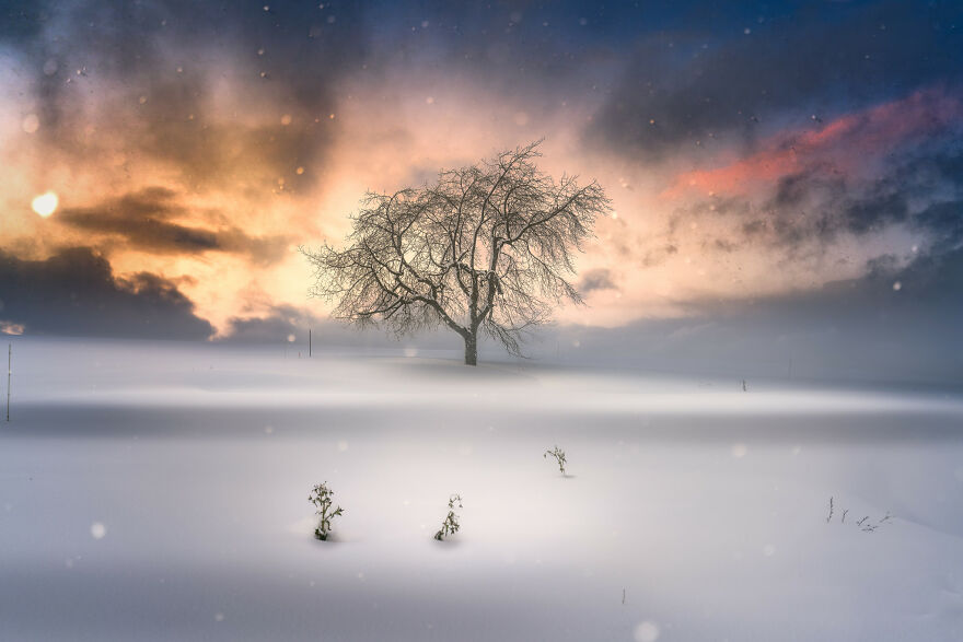 Trees Of Hokkaido: Beautiful Pictures Of The Trees In My Hometown By Roy Iwasaki