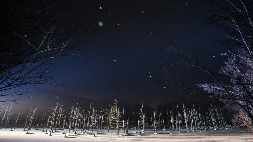 Trees Of Hokkaido: Beautiful Pictures Of The Trees In My Hometown By Roy Iwasaki