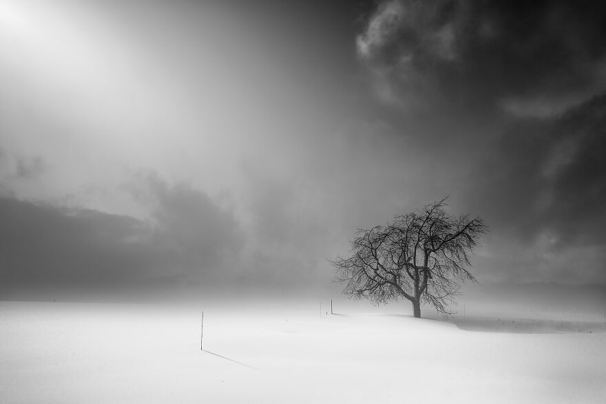 Trees Of Hokkaido: Beautiful Pictures Of The Trees In My Hometown By Roy Iwasaki