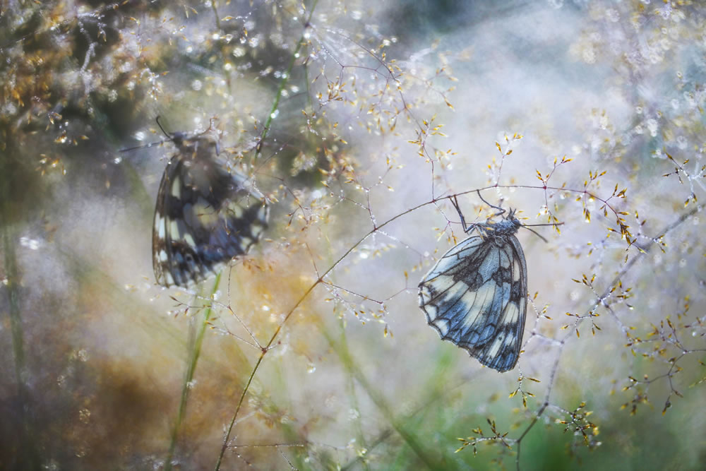 The Stunning Winners Of WildArt Photographer Of The Year 2021