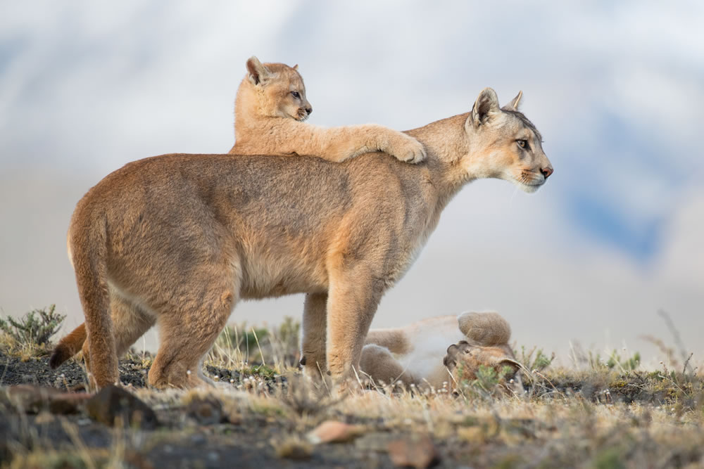 The Stunning Winners Of WildArt Photographer Of The Year 2021