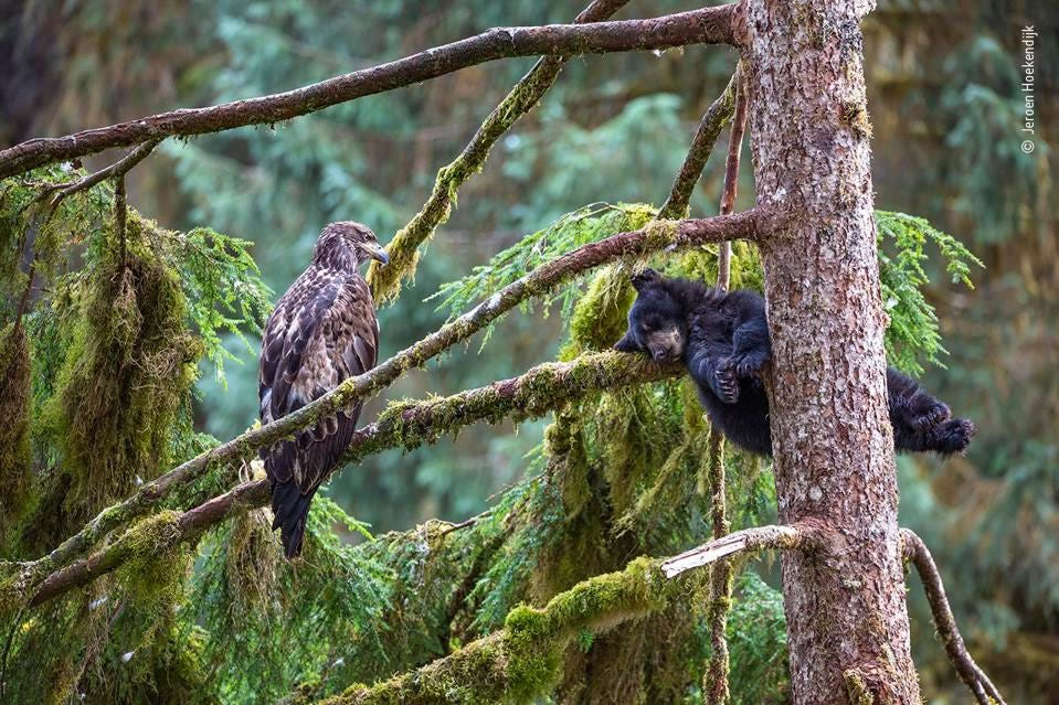 People’s Choice Award For Wildlife Photographer Of The Year 2021