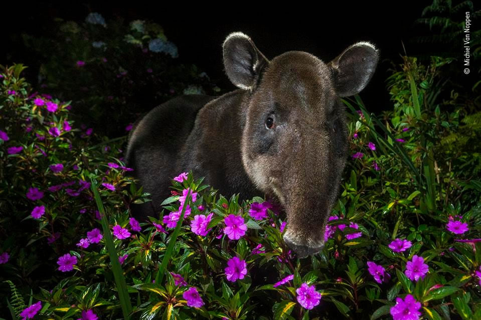 People’s Choice Award For Wildlife Photographer Of The Year 2021